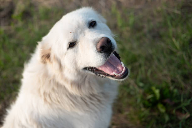 Great Pyrenees Dogs - Mt. Pisgah, NB Canada - working farm dogs