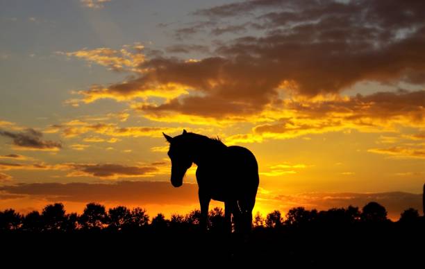 Horses in silhouette on a summer evening at sunset