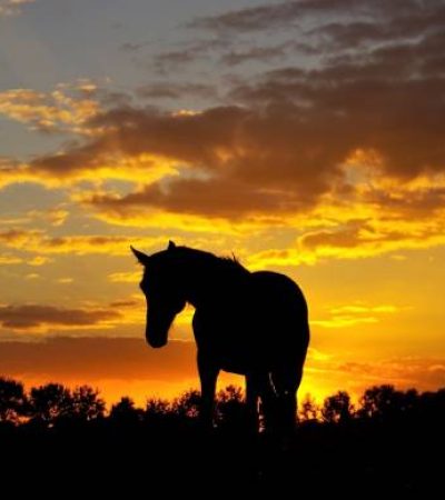 Horses in silhouette on a summer evening at sunset Horses in silhouette on a summer evening at sunset