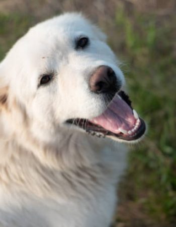 Great Pyrenees Dogs – Mt. Pisgah, NB Canada – working farm dogs Great Pyrenees Dogs - Mt. Pisgah, NB Canada - working farm dogs